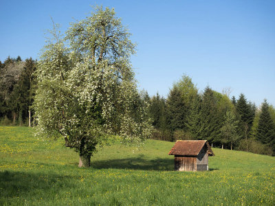 Hut with flowering tree 
