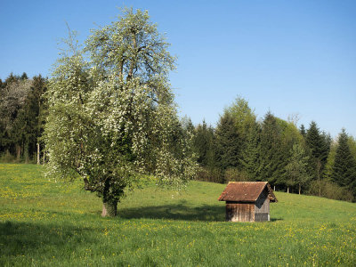 Hut with flowering tree
