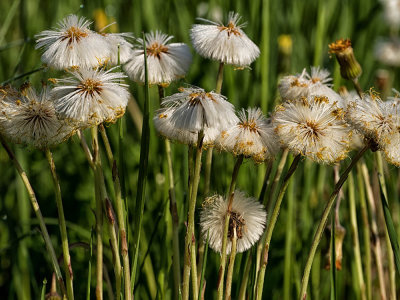 Mountain flowers