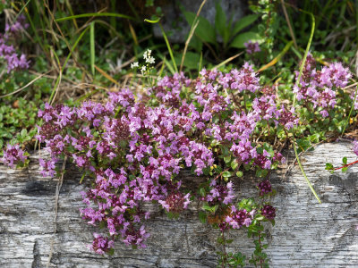 Mountain Flora