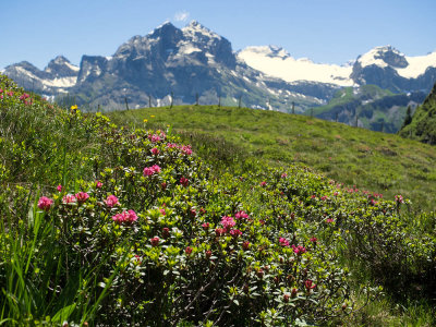 Alpine roses