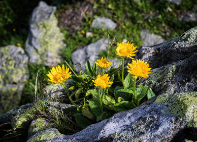 Alp flora