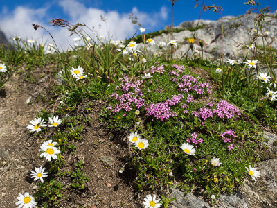 Alp flora