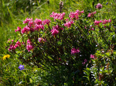 Mountain-roses