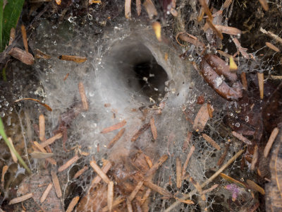 Spider hole
