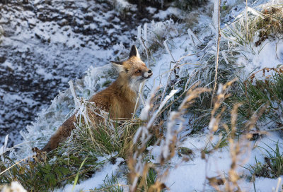 Fox on Mount Rigi