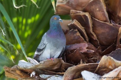 Rock Dove (Pigeon), AZ
