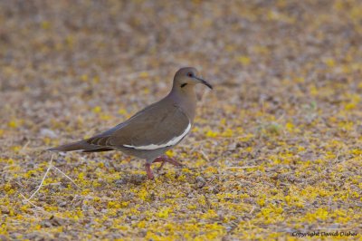 White-winged Dove, AZ