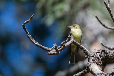 Cordilleran Flycatcher, AZ