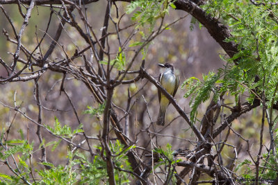 Thick-billed Kingbird, AZ