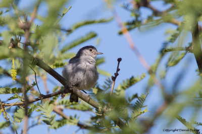 Gnatcatchers