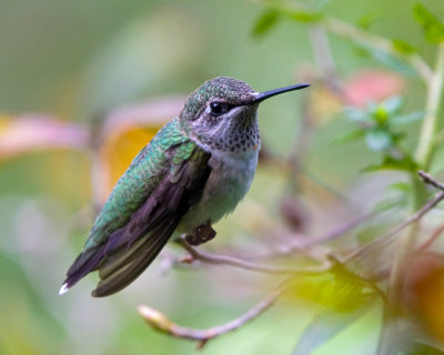 Hummingbirds