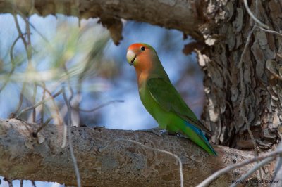 Rosy-faced Lovebird, AZ