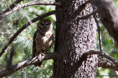 Spotted Owl, AZ