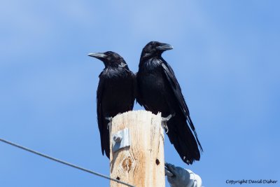 Chihuahuan Raven, AZ