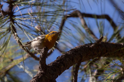 Olive Warbler, AZ