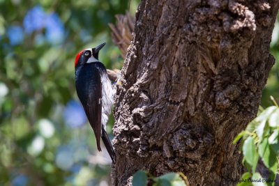 Acorn Woodpecker, AZ