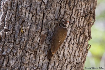 Arizona Woodpecker , AZ
