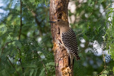 Gila Woodpecker, AZ