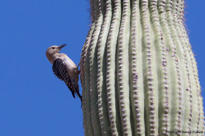 Gila Woodpecker, AZ