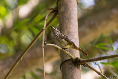 Streaked Flycatcher