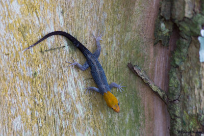Yellow-headed Gecko
