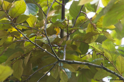 Lesser Greenlet