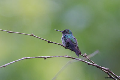 Blue-chested Hummingbird