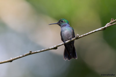 Blue-chested Hummingbird