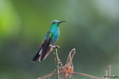 White-vented Plumeleteer