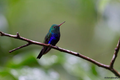 Violet-bellied Hummingbird