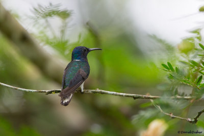 White-necked Jacobin 