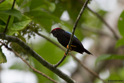 Lance-tailed Manakin