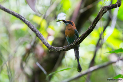 Broad-billed Motmot