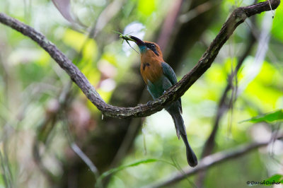 Broad-billed Motmot