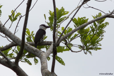 White-necked Puffbird