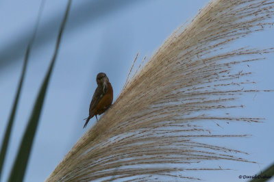 Ruddy-breasted Seedeater