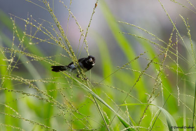 Variable Seedeater 