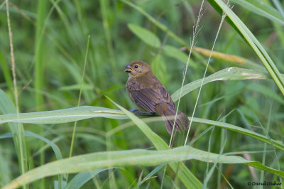 Variable Seedeater 