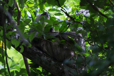 Hoffman's Two Toed Sloth (with young)