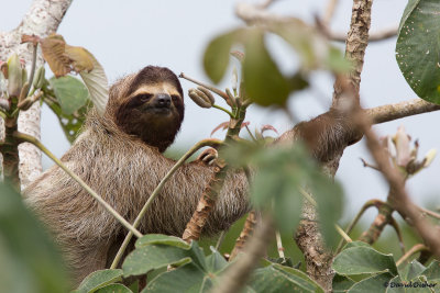 Three-toed Sloth