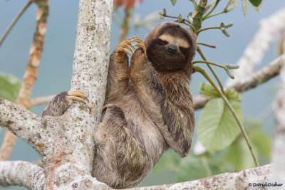 Three-toed Sloth