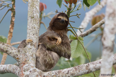 Three-toed Sloth