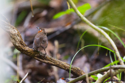 Song Wren