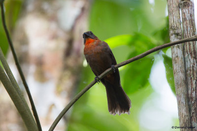 Red-throated Ant-Tanager 