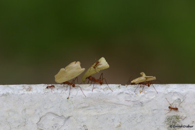 Leaf-cutter Ants