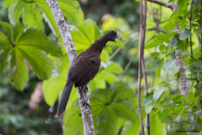 Gray-headed Chachalaca