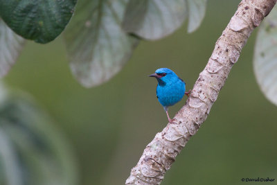 Blue Dacnis