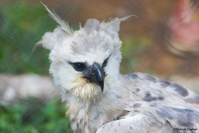 Harpy Eagle Imm, Summit Park Panama (Choco rescued from captivity)