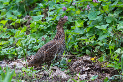 Ruffed Grouse, NC